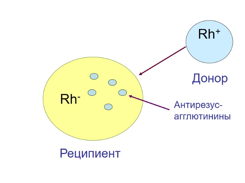 Rh- Реципиент Rh+  Донор Антирезус- агглютинины
